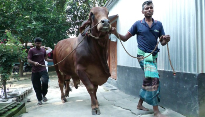 ২০ লাখে বিক্রি হলো ‘সুপারস্টার’