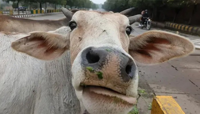 ​গরুকে ভারতের জাতীয় পশু ঘোষণার দাবি