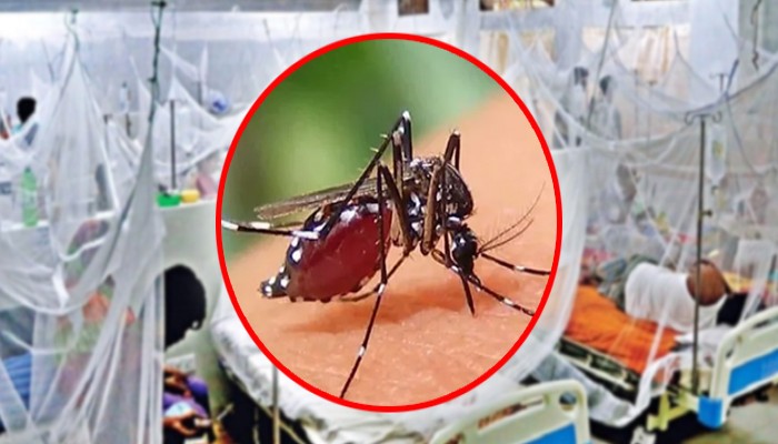 একদিনেই ছয় শতাধিক ডেঙ্গু রোগী!