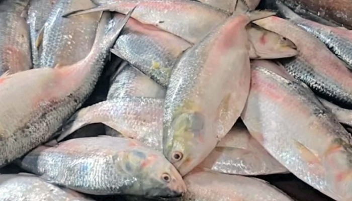 ​ভারতে ইলিশ রপ্তানি বন্ধে আইনি নোটিশ