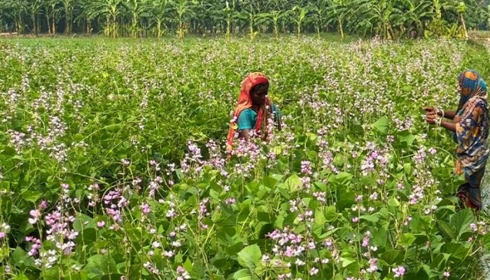 পাবনায় প্রতিদিন ৪ কোটি টাকার শিম বিক্রি