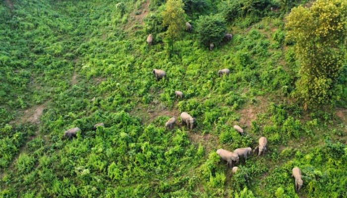 ​গারো পাহাড়ে বাড়ছে বন্যহাতি : একবছরে অর্ধশত শাবকের জন্ম