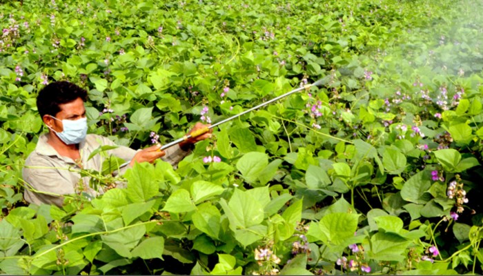 ​শিম ক্ষেতে পচন রোগ, চাষিদের মাথায় হাত