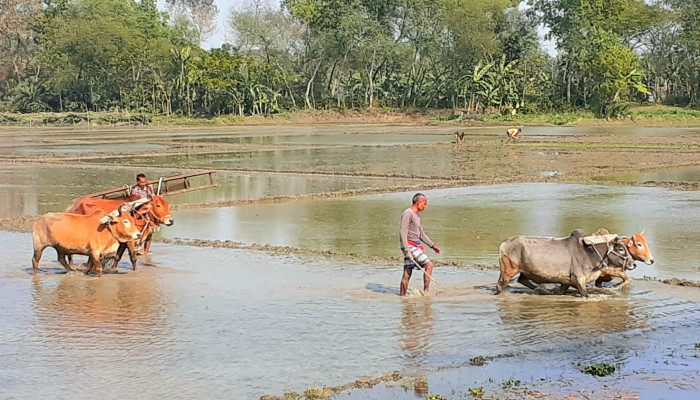 ​বিলুপ্তির পথে গরু দিয়ে হালচাষ