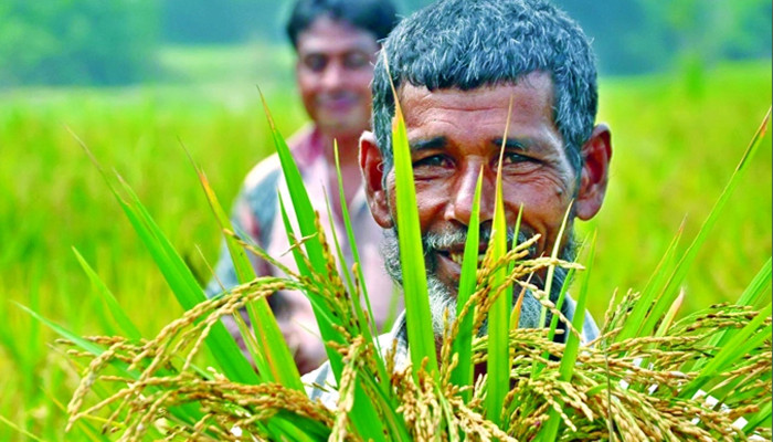​কমেছে কৃষি ঋণ বিতরণ, ব্যাহত উৎপাদন