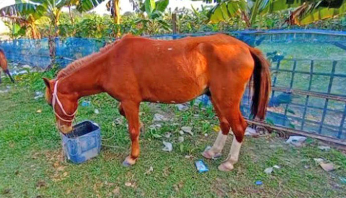 ​ঘোড়ার মাংস বিক্রি করতে গিয়ে আটক দুই