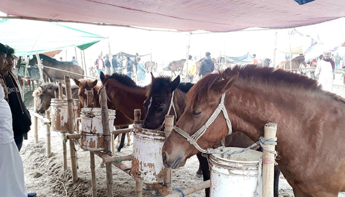 ​উদ্বোধনের আগেই জমে উঠেছে চেরাডাঙ্গী ঘোড়া মেলা