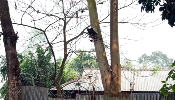 শূন্যরেখায় বিএসএফের সিসি ক্যামেরা স্থাপনে বিজিবির প্রতিবাদ