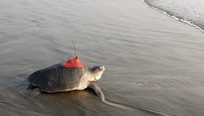 শরীরে স্যাটেলাইট লাগিয়ে সাগরে ছাড়া হলো ৪ কাছিম