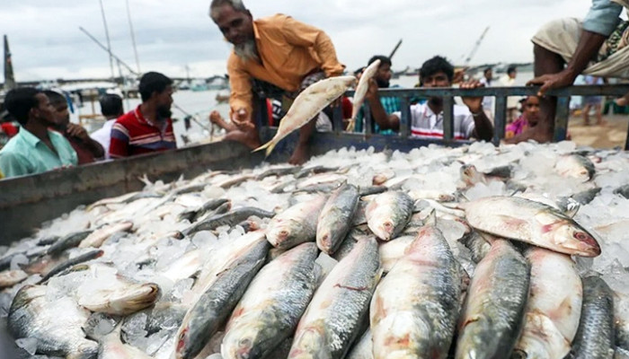 ​সৌদি আরব-ইউএইতে রপ্তানি হবে ১১ হাজার টন ইলিশ
