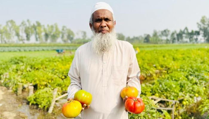 ​পাবনার টমেটো গ্রাম