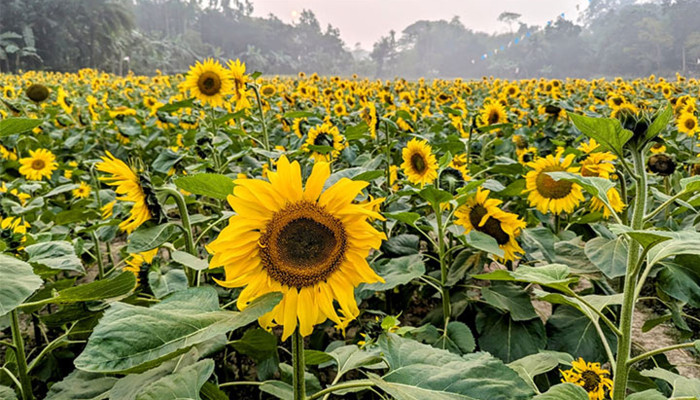 ​ছবি তুললেই ৩০ টাকা!