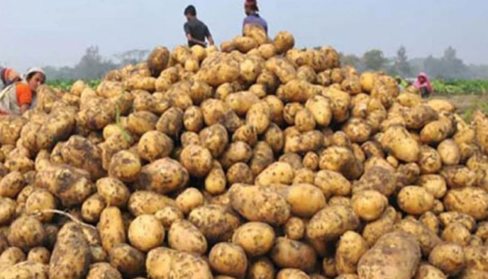 আলুর কেজি ১১ টাকা: লোকসানে চাষিরা