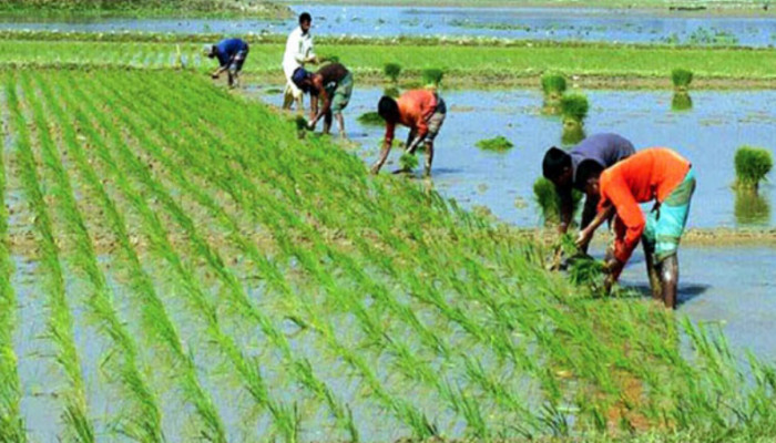 বোরো আবাদে বিঘাপ্রতি খরচ কমবে তিন-চার হাজার টাকা