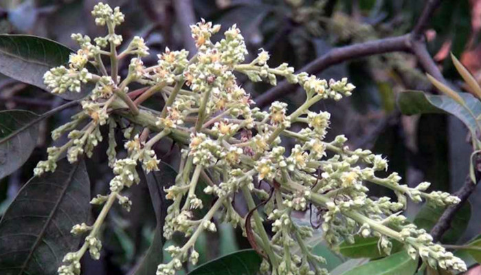 চাঁপাইনবাবগঞ্জে আম উৎপাদনের লক্ষ্যমাত্রা ৩ লাখ ৮৬ হাজার টন