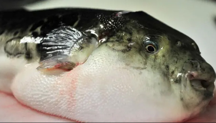 কাউখালীতে পটকা মাছ খেয়ে শিশুর মৃত্যু