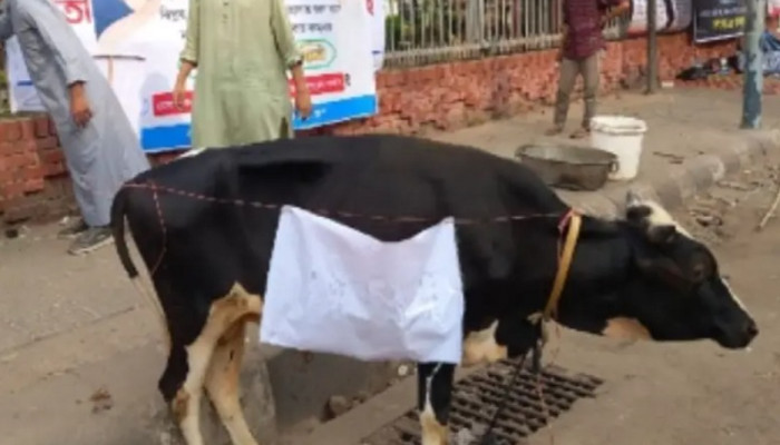 ​‘শাহবাগী’ নাম দিয়ে গরু জবাই, সন্ধ্যায় ইফতার