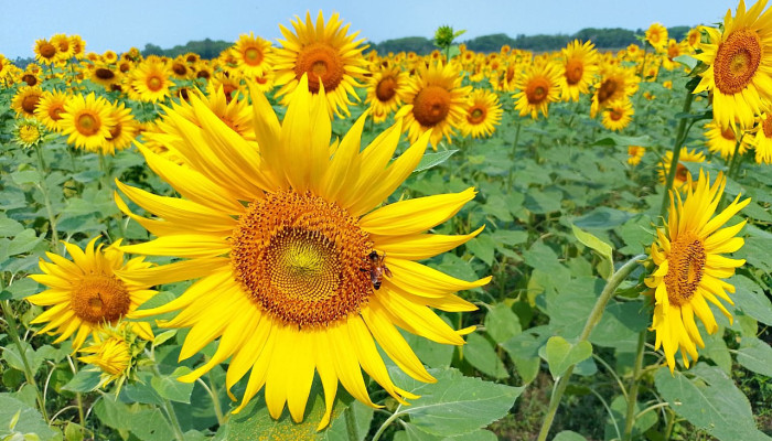 খরচ কম লাভ বেশি তাইতো ঝুঁকছেন চাষি!