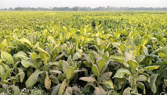 কুষ্টিয়ায় বেড়েছে তামাক চাষ