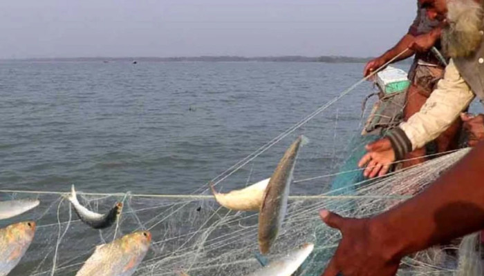 ​জাটকা সংরক্ষণ সপ্তাহ ঘোষণা, ইলিশ ধরা যাবে না সাতদিন