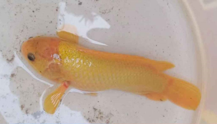 এ যেনো সোনার তৈরি মাছ!