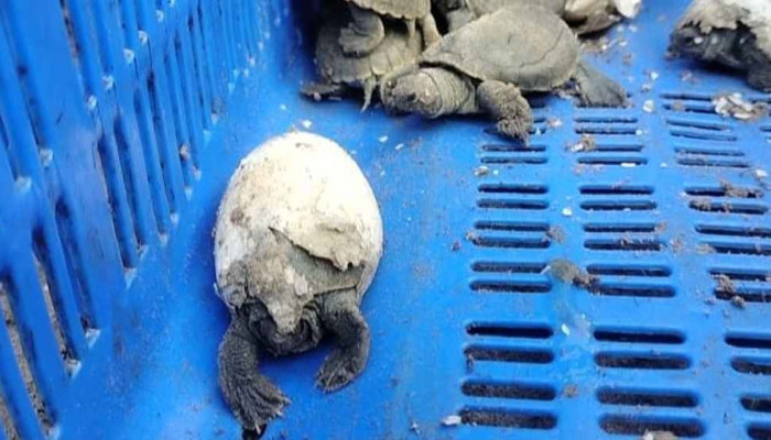 সুন্দরবনে মহাবিপন্ন কচ্ছপের ৬৫ বাচ্চার জন্ম