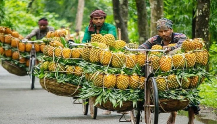 ​গারো পাহাড়ে বাণিজ্যিকভাবে আনারস চাষ