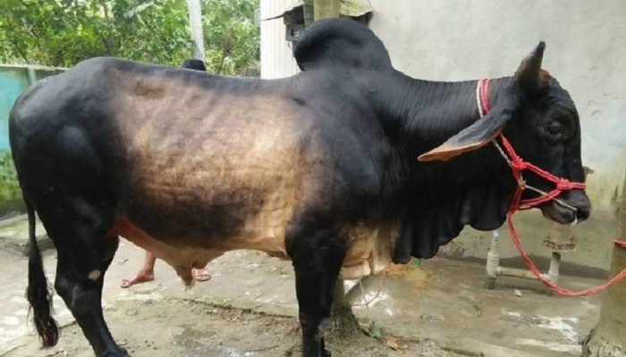 ​পশুতে যেসব ত্রুটি থাকলে কোরবানি হবে না