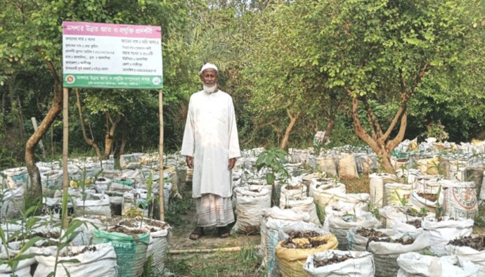 ​বস্তায় আদা চাষে আগ্রহ বাড়ছে কৃষকদের