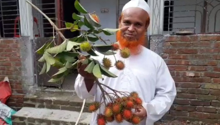​রামবুটান চাষে তাক লাগানো সাফল্য