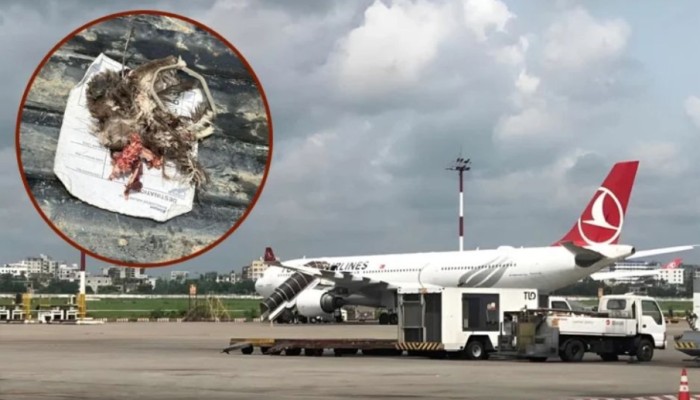 পাখির কারণে জরুরি অবতরণ করতে হয় তার্কিশের বিমানটিকে