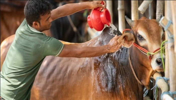 ​কোরবানির পশু জবাই করে বিনিময় গ্রহণ কি জায়েজ?