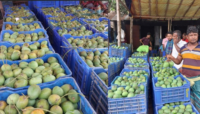 ​শার্শায় প্রতিদিন ৭ কোটি টাকার আম বেচাকেনা হচ্ছে