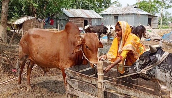 ​বগুড়ায় কোরবানির জন্য প্রস্তুত সাড়ে ৭ লাখ পশু