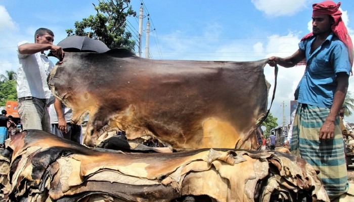 ​কোরবানির পশুর চামড়ার নতুন মূল্য নির্ধারণ করল সরকার