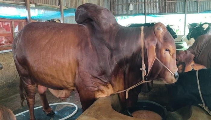 ঝড়ের রাতে জন্ম তুফানের, দাম ৬ লাখ টাকা