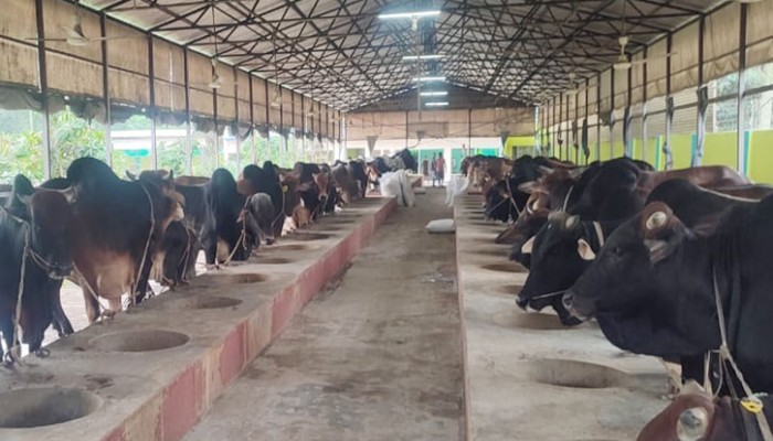 সিরাজগঞ্জে ৩ হাজার কোটি টাকার পশু বিক্রির আশা