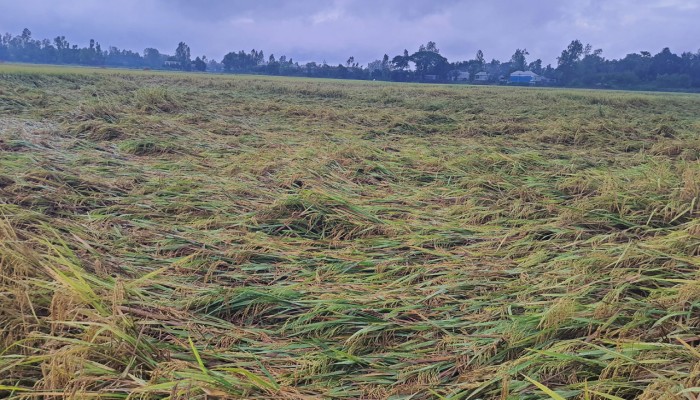 বৃষ্টি আর বাতাসের তোড়ে নুয়ে পড়েছে পাকা ধান