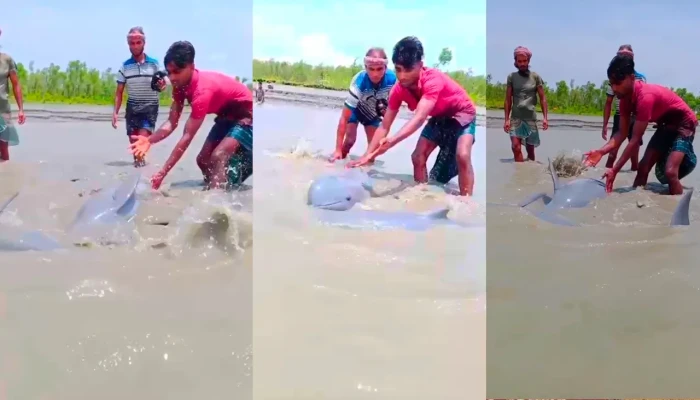 নিঝুমদ্বীপে জোয়ারের পানিতে ভেসে এলো এক জোড়া ডলফিন
