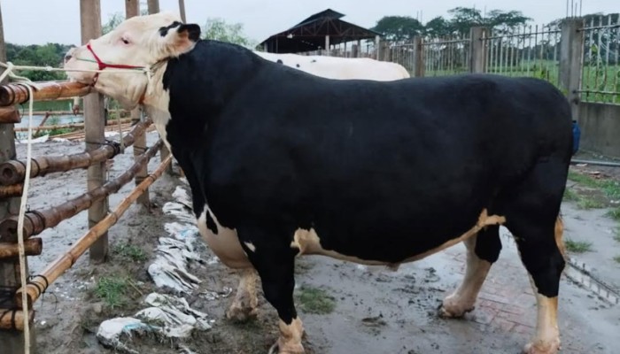 সোনারগাঁয়ের হাট কাঁপাবে ‘মহারাজা’