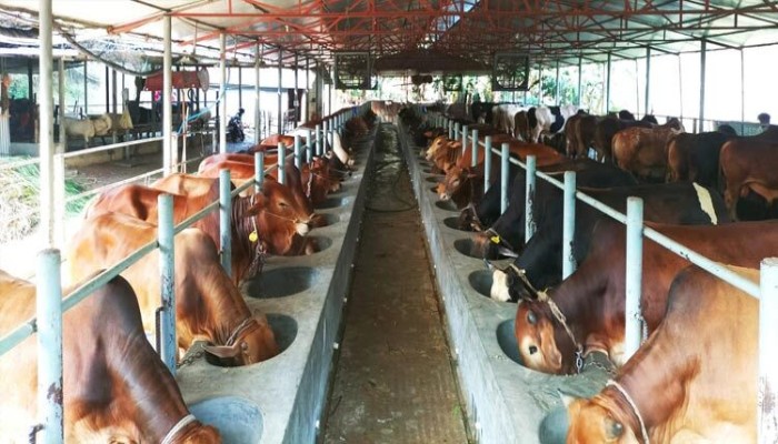 এক খামারে ১১ কোটি টাকার গরু!