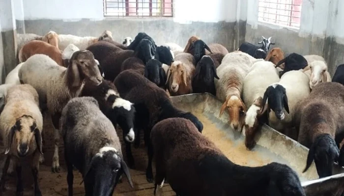 দিনাজপুরে কোরবানির পশুর হাটের বিশেষ আকর্ষণ দুম্বা