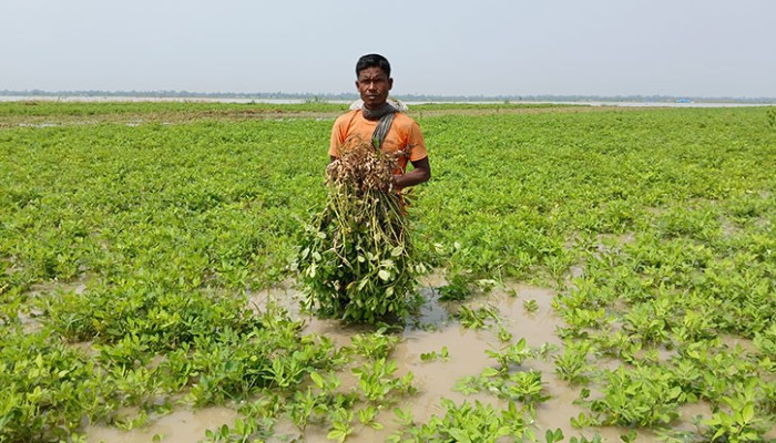তিস্তার পানিতে তলিয়েছে শত শত বিঘা জমির ফসল