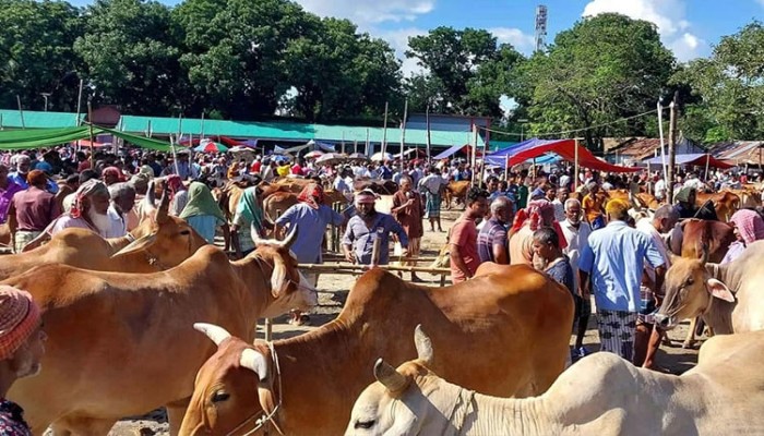 রংপুরে কোরবানির হাটে দেশীয় পশুর প্রাধান্য