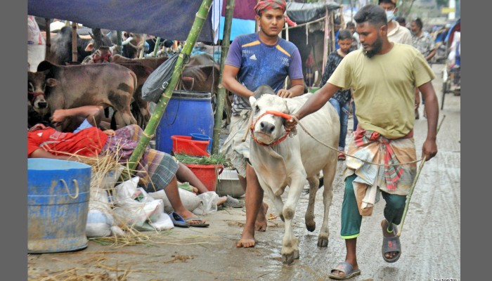 ভিড় বেড়েছে রাজধানীর পশুর হাটে, বেচাকেনাও জমজমাট