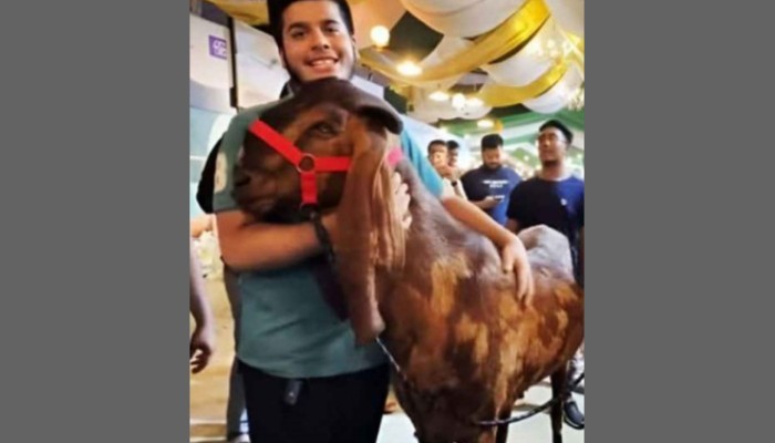 সেই ছাগলটি এখন কোথায়?