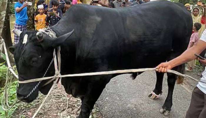 ​‘কালো মানিক’ নেবেন না খালেদা জিয়া, চেয়েছেন দোয়া