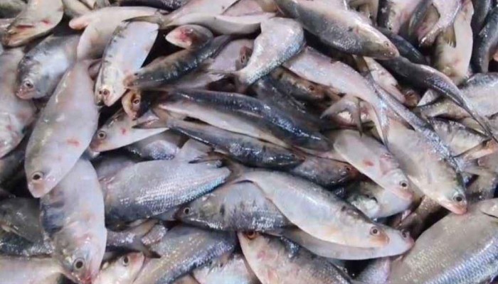 প্রথম দিনেই বাজিমাত: এক টানে ৪৩ মণ ইলিশ