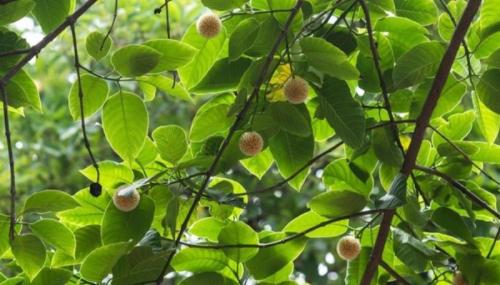 আজ পহেলা আষাঢ়:  আজি ঝরো ঝরো মুখর বাদর দিনে---