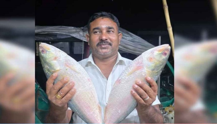 ​পদ্মার দুই ইলিশ বিক্রি ১৪ হাজারে